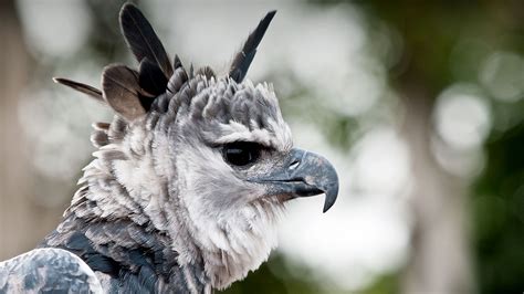 Harpy Eagle Alchetron The Free Social Encyclopedia