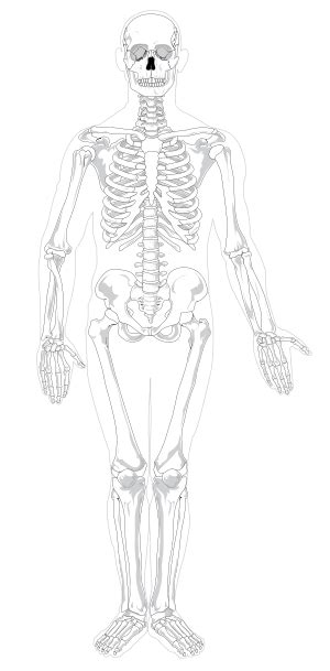 18 Tibia Anatomy Worksheet