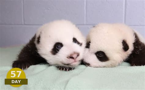 Pandas57 Atlanta Zoo Time Lapse Video Exotic Pets Panda Bear