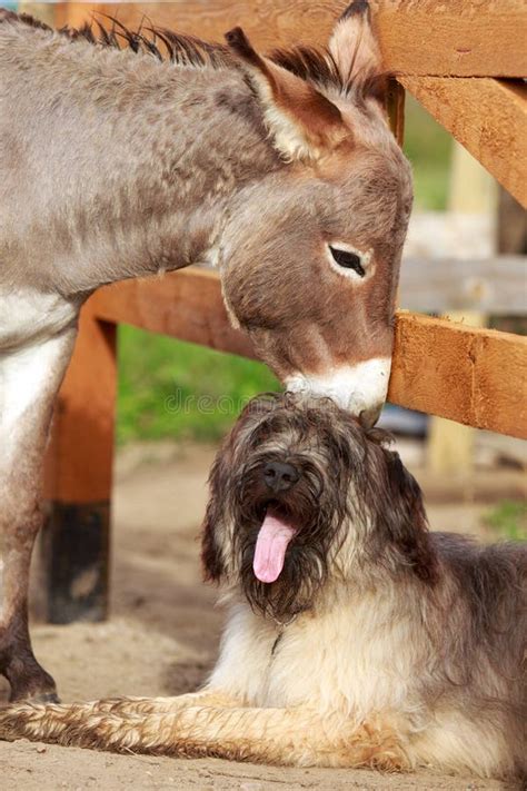 Donkey And Dog Stock Image Image Of Doggy Grass Nature 10025901