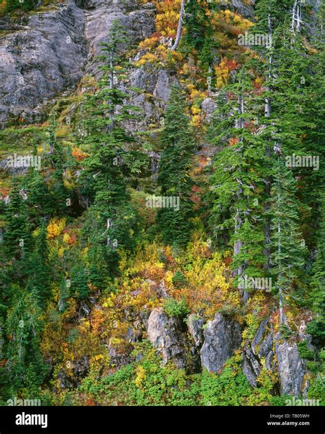 Alaska Yellow Cedar Hi Res Stock Photography And Images Alamy