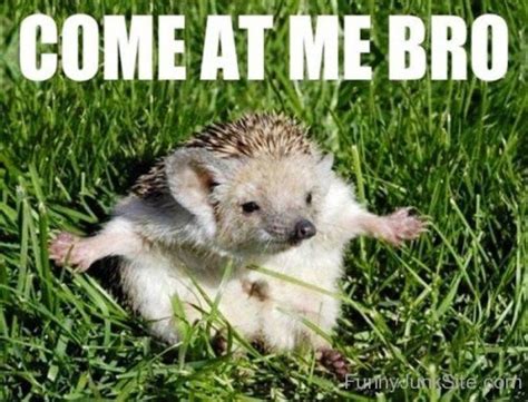 Funny Hedgehog Pictures Come At Me Bro