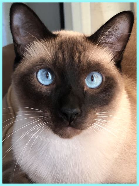 These Blue Eyes Cat Breeds Siamese Siamese Cats Funny Siamese Cats