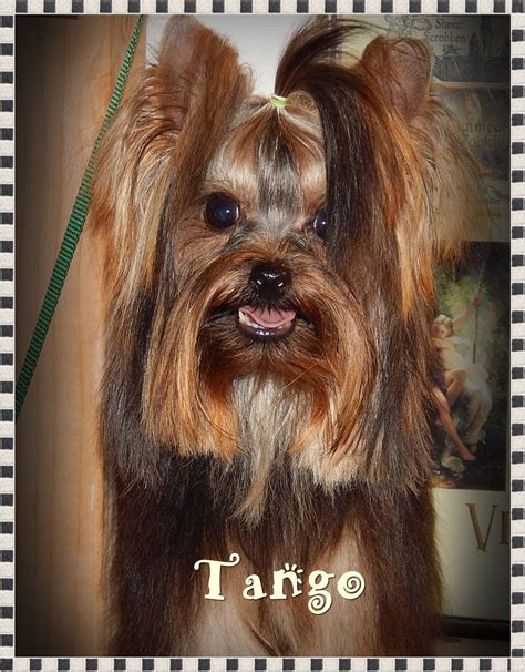 Check spelling or type a new query. http://www.chocolatebarkkennel.com/#!tango/cjr7 ...