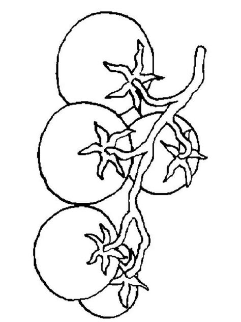 Sketch Of Tomato Plant Coloring Coloring Pages