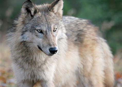 Hunting Still An Option In Michigans Updated Gray Wolf Plan If Species