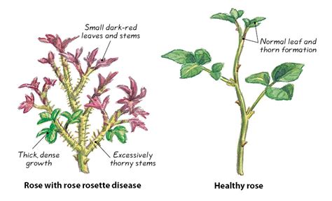 How To Identify And Prevent Rose Rosette Disease Garden Gate