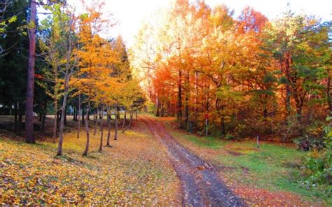 Beautiful Sand Path Between Green Yellow Red Autumn Leaves Trees