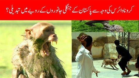 Wild Animal Behavior Changing Due To Lock Down In Islamabad