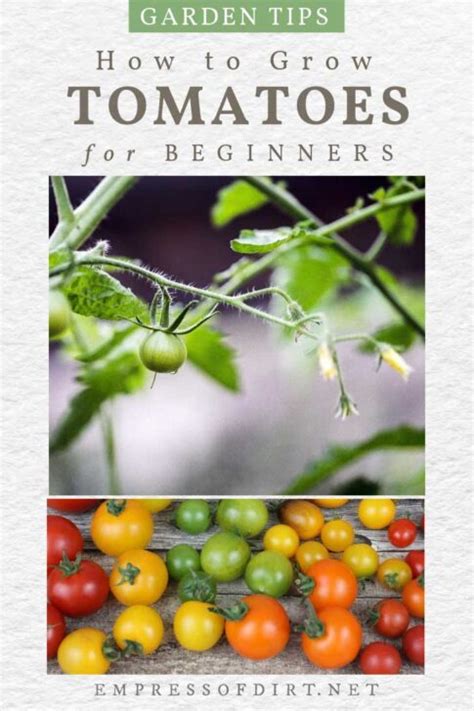 Tomatoes 101 A Quick Start Guide For Beginners Empress Of Dirt