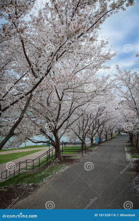 Cherry Trees Along A Walkway At Hazel Ruby Mcquain Park In Morgantown