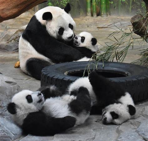 Panda Triplets Are Reunited With Mother Juxiao At Safari Park In China