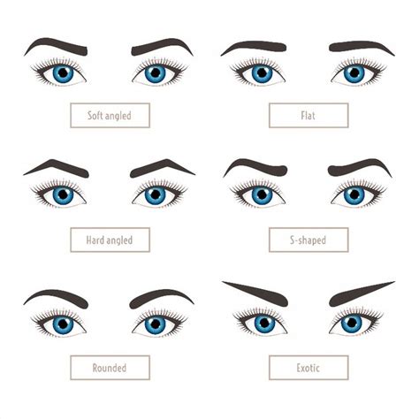 poster of 6 basic eyebrow shape types classic type and other vector illustration eyebrows with