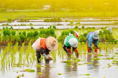 Premium Photo Farmers Are Planting Rice In The Farm Farmers Bend To