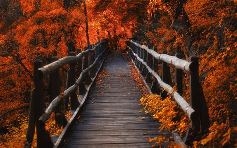 1440x900 Resolution A Bridge In Autumn Season 1440x900 Wallpaper
