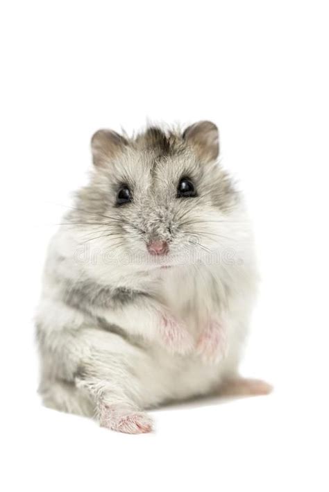 Cute Funny Syrian Hamster Isolated On White Syrian Hamster Isolated On