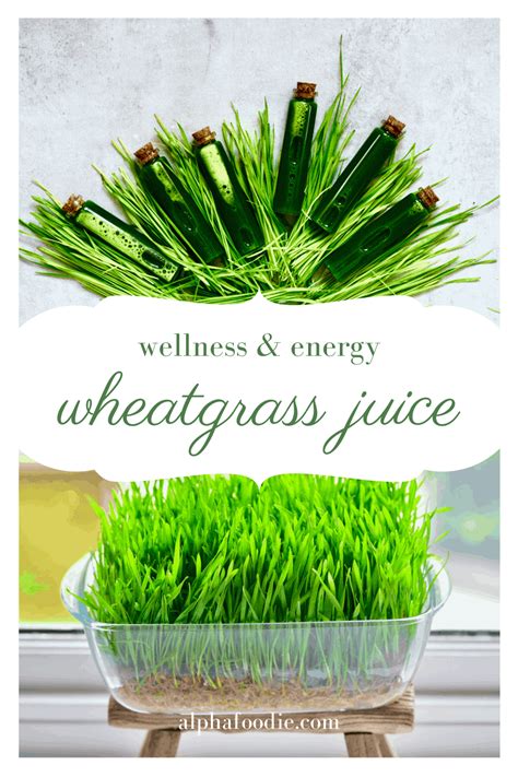 How To Make Wheatgrass Shots And Juice Alphafoodie