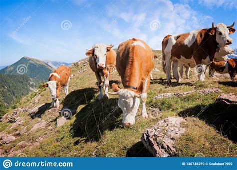 Cows Are Grazed On A Summer Meadow In Mountains Stock Image Image Of