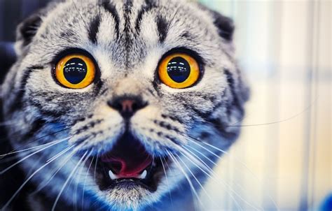 Lindo Gato Sorprendido Con Ojos Amarillos Foto Premium
