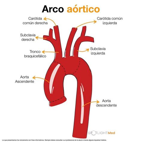 Arco Aórtico Anatomía médica Anatomia y fisiologia humana Anatomia