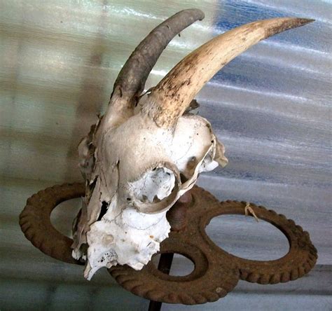 Estate Sale Services 4097503688 Roland Dressler Goat Skull Horns