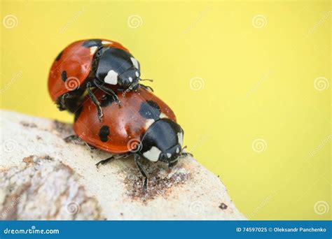 Ladybugs Mating On Branch On Background Stock Image Image Of Natural