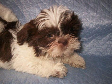 Check spelling or type a new query. Shih Tzu Puppies for Sale in Marlboro, Massachusetts Classified | AmericanListed.com