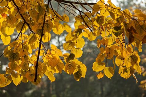 Yellow Leaves In Autumn Stock Image Image Of Sunny Texture 82773885