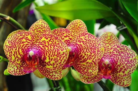 Orchid Flower Images With Names Orchid Types Explained Bbc Gardeners