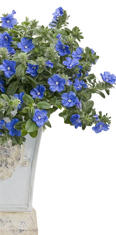 Heres The Perfect Shade Of True Blue For Your Patriotic Container