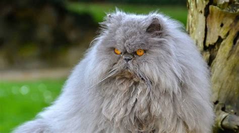 Matted hair can cause all sorts of longer term problems if left on its own. Which is The Best Cat Clippers for Matted Fur 2020? 6 ...