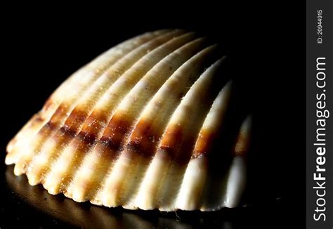 Shell Structure Free Stock Images And Photos 20944915