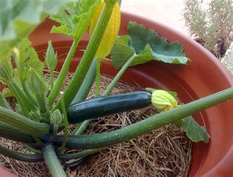 Organic Container Gardening Growing Zucchini Courgettes In Pots