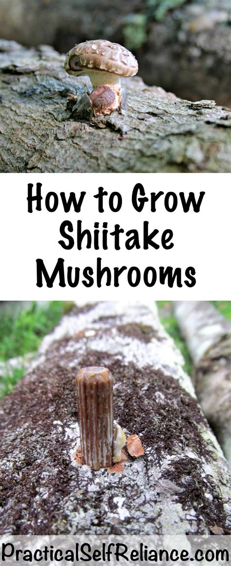 30 Of The Best Ideas For Growing Shiitake Mushrooms Indoors Best