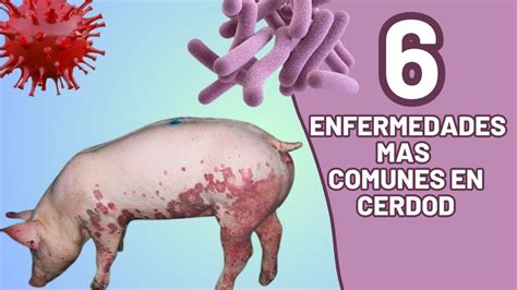 6 Enfermedades Mas Comunes En Nuestros Cerdo Como Prevenirlas Y Como