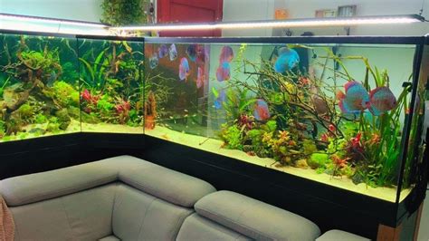 Romantic Planted Discus Tank Adding Discus Fishes Into New Aquariums Discus Tank Discus