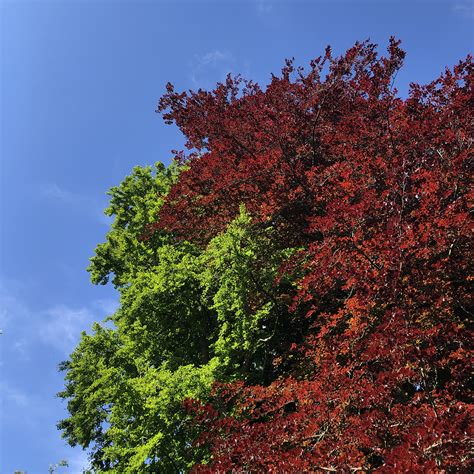 Copper Beech The Phantom Tree To The Trees