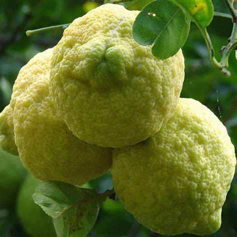 Rough Lemon - Fruit Plants & Tree - Exotic Flora