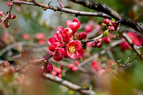Japanese Quince The Spectacular Red Flowers That Should Be On Every