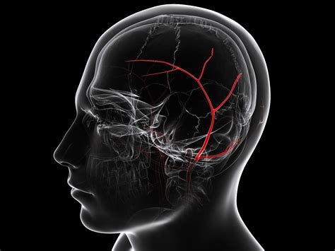 Where Is Temporal Artery Located