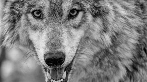 We present you our collection of desktop wallpaper theme: Animal Wolf Closeup Photo 4K 5K HD Animals Wallpapers | HD Wallpapers | ID #35749