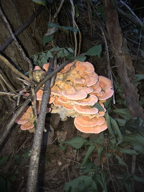 Is This Chicken Of The Woods Found In An Nyc Park If Confirmed I Plan