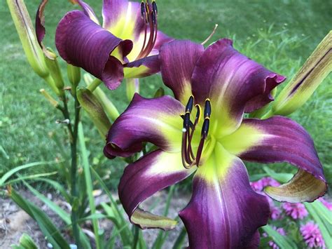 Daylily Hemerocallis Sultry Girls In The Daylilies Database