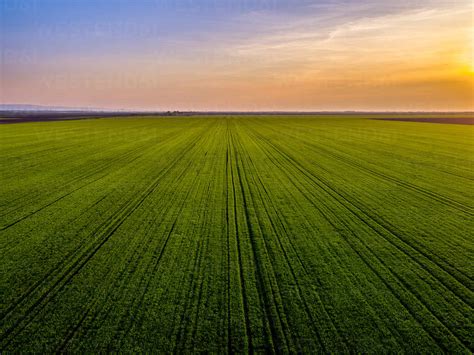 Aerial View Of Vast Green Wheat Field At Sunset Stock Photo