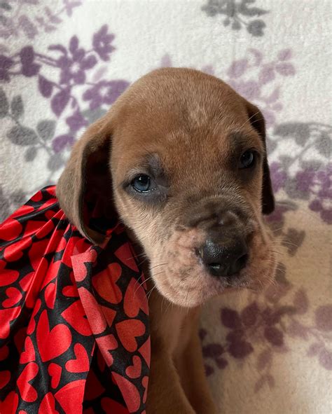 47 Blue Brindle Great Dane Puppy For Sale Pic Codepromos