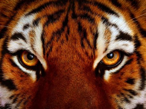 tiger cat predator cats fantasy asian oriental nature jungle wallpapers hd desktop