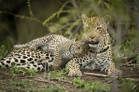 ANOTHER Leopard Cub: This One Shouldn't Exist | Londolozi Blog