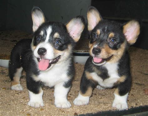 The cheapest offer starts at £1,350. Corgi Puppy PicturesCorgi Puppy Pictures