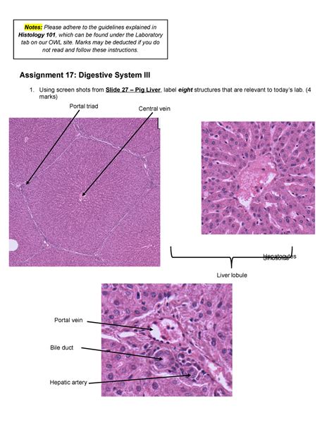 Lab Assignment Digestive System Mammalian Histology Studocu My XXX