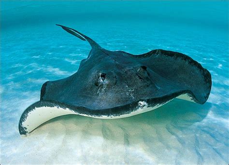 Stingray Animal Wildlife